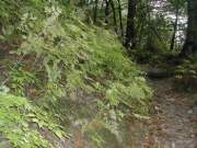 Alpi_Apuane (230), Alpinismo (340), Gr. Panie (74), Gr_Panie (74), Monte Forato (20)